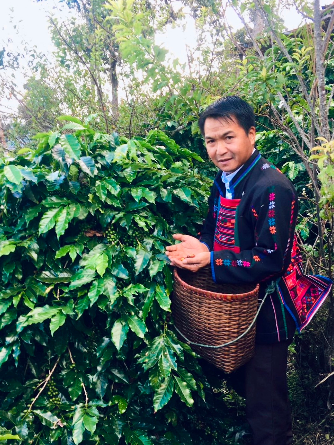 แหล่งปลูกแม่จันหลวง