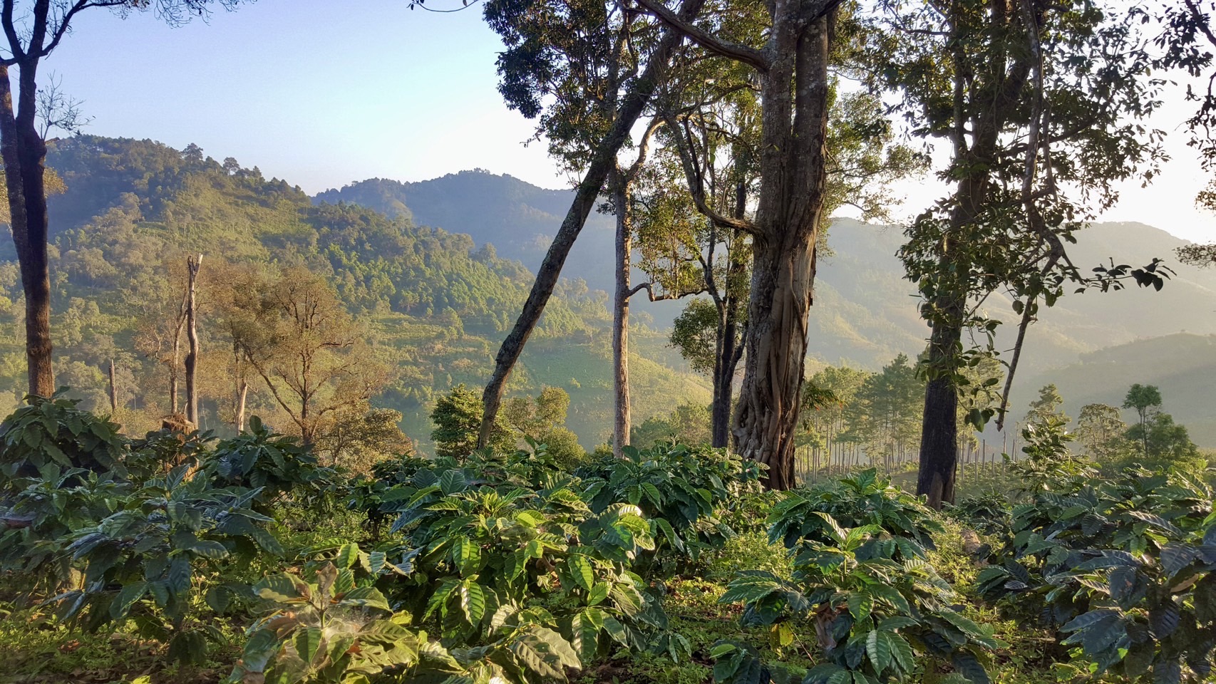 แหล่งปลูกแม่จันหลวง