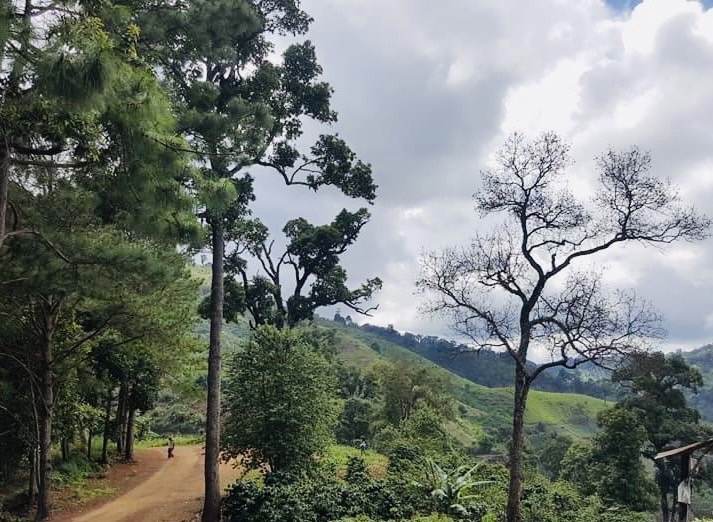 แหล่งปลูกแม่จันหลวง