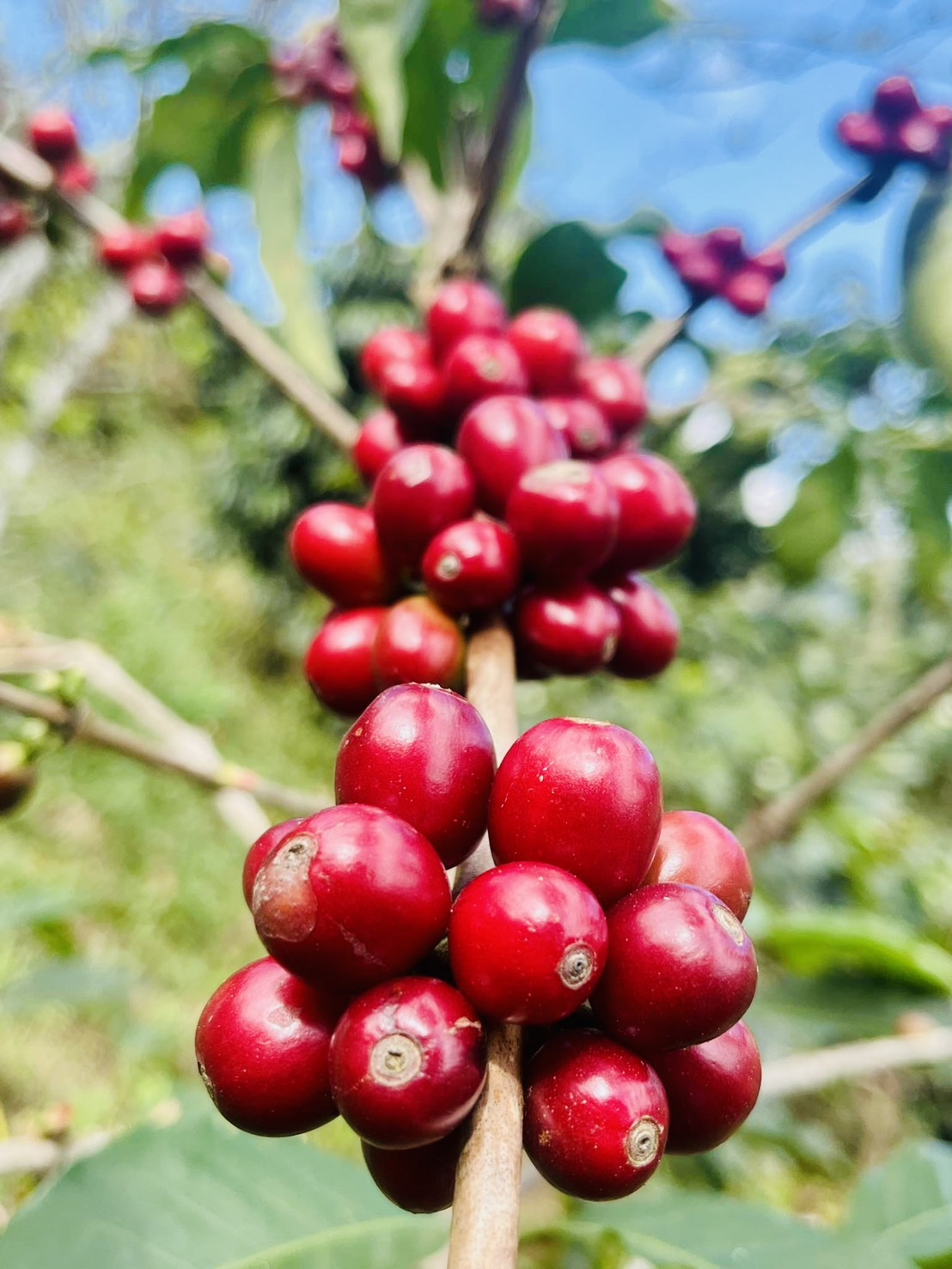 แหล่งปลูกแม่จันหลวง